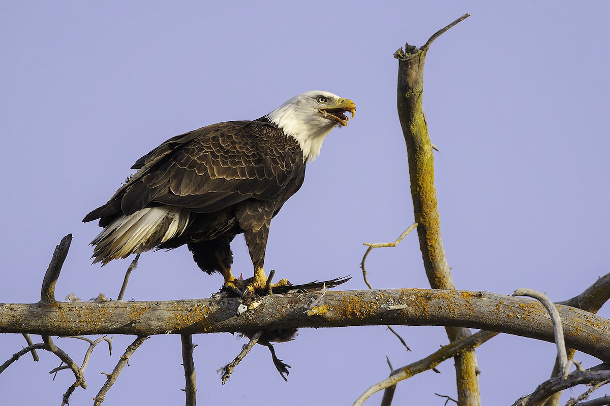 Bald Eagle - ML326111211