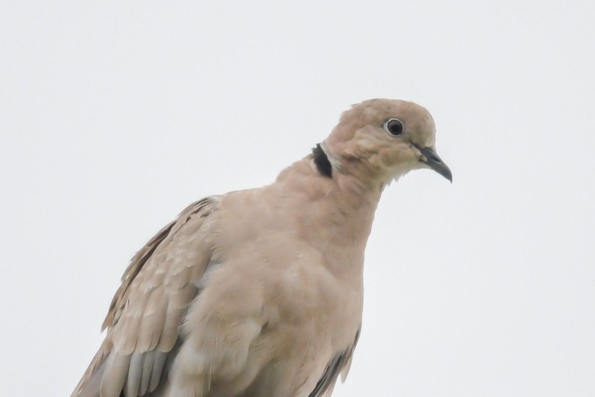 Eurasian Collared-Dove - ML32611131