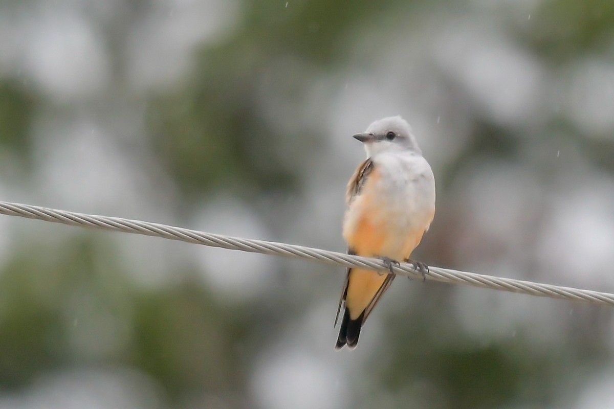 Scissor-tailed Flycatcher - ML32611141