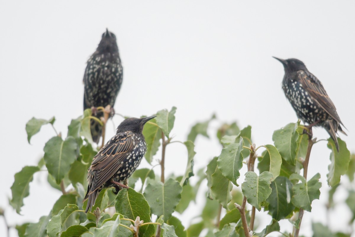 European Starling - ML32611151