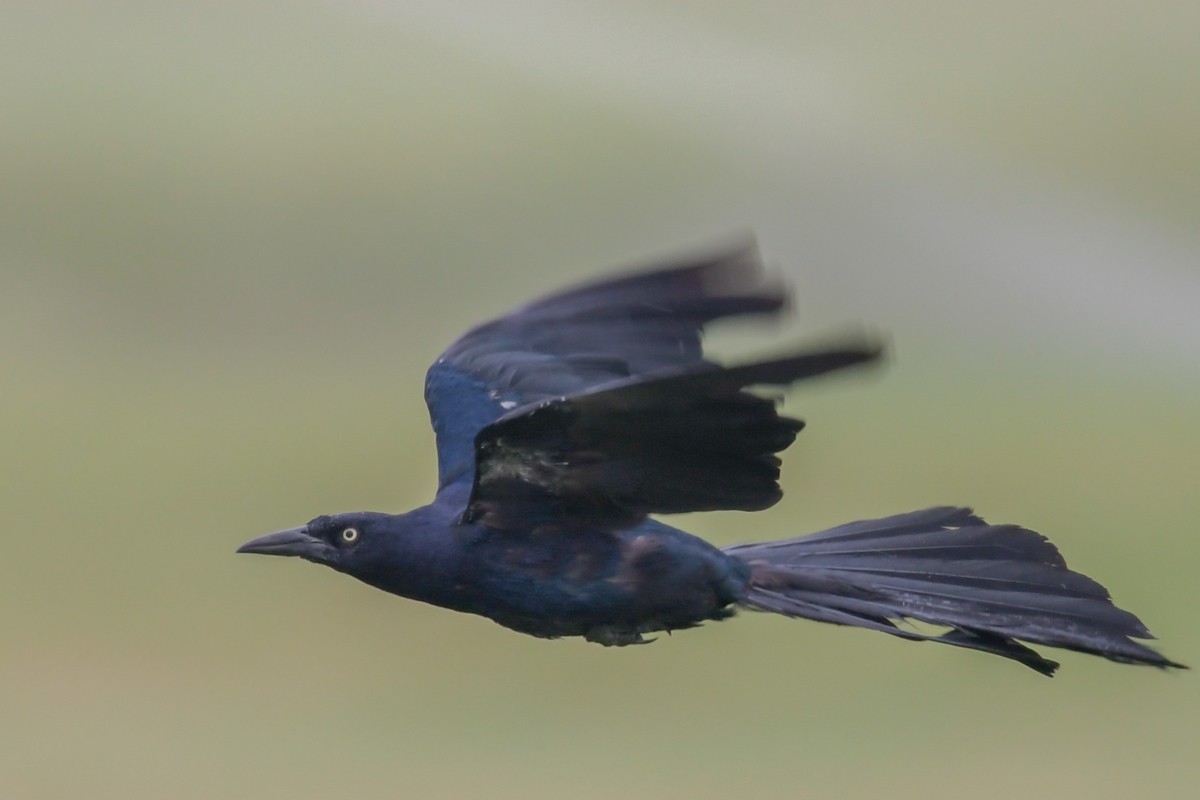 Great-tailed Grackle - Mike Stewart