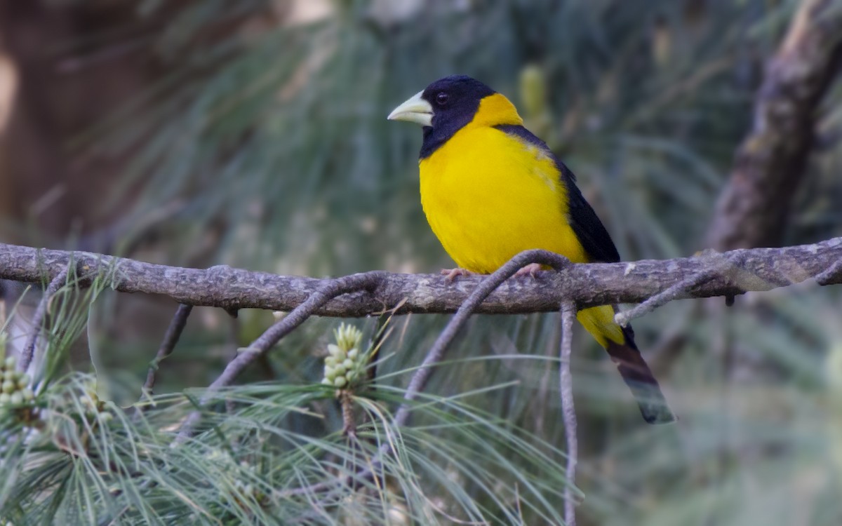 Black-and-yellow Grosbeak - ML326112181