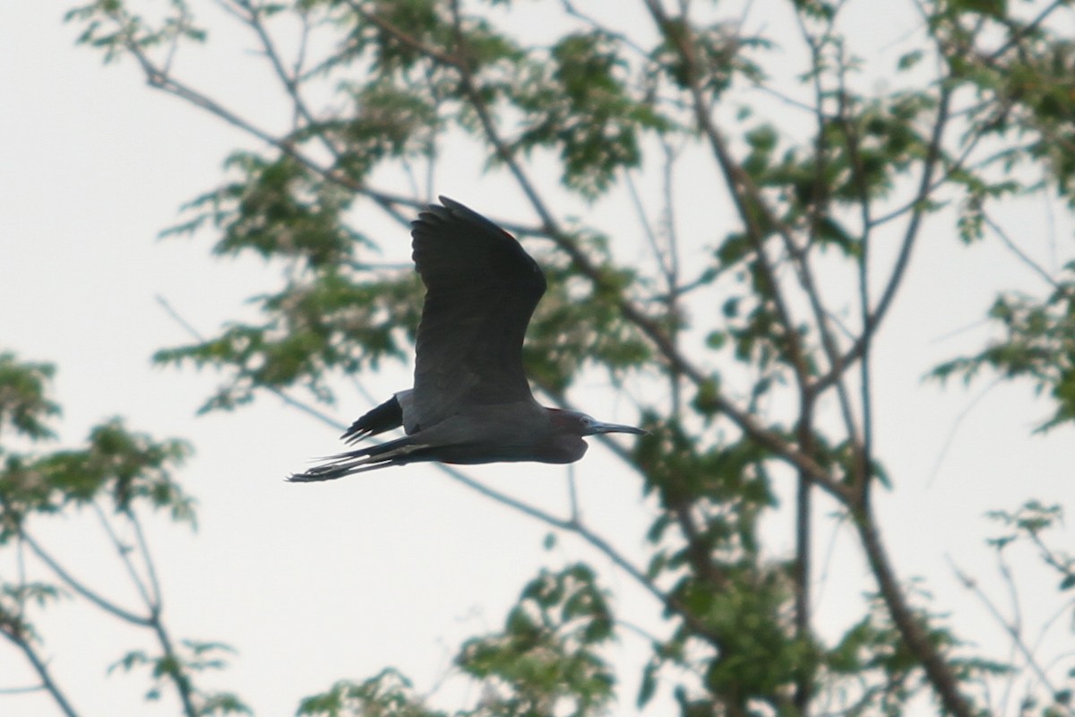 Little Blue Heron - ML326112351