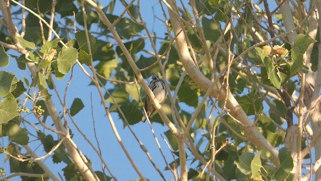 Black-and-white Warbler - ML326113291