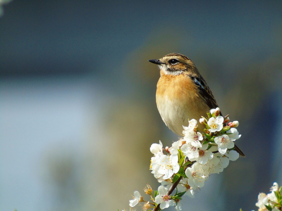 Whinchat - ML326113671