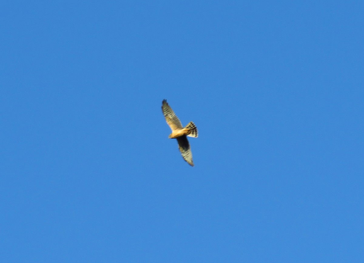 Pallid Harrier - ML326114191