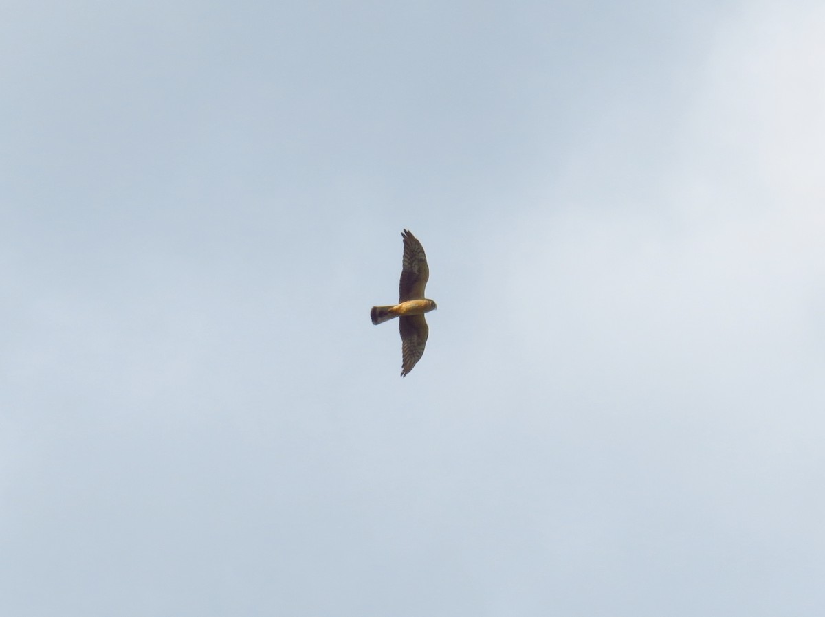 Pallid Harrier - ML326114221