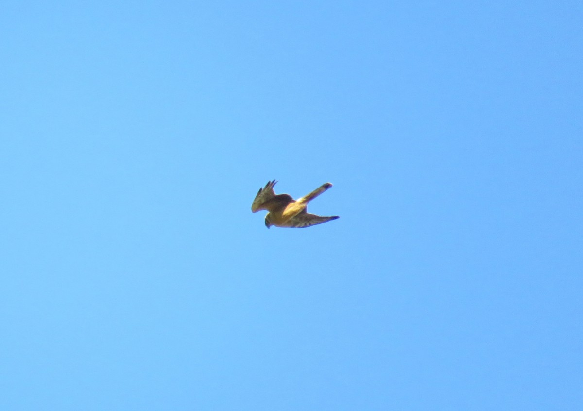 Pallid Harrier - ML326114251
