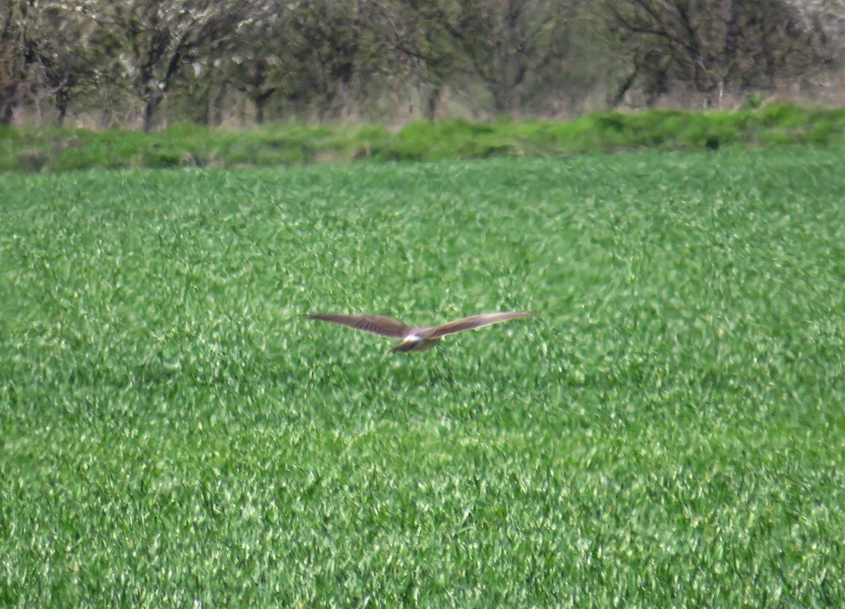Pallid Harrier - ML326114261