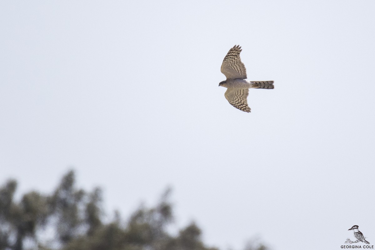 Eurasian Sparrowhawk - Georgina Cole