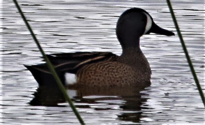 Blue-winged Teal - ML326116981