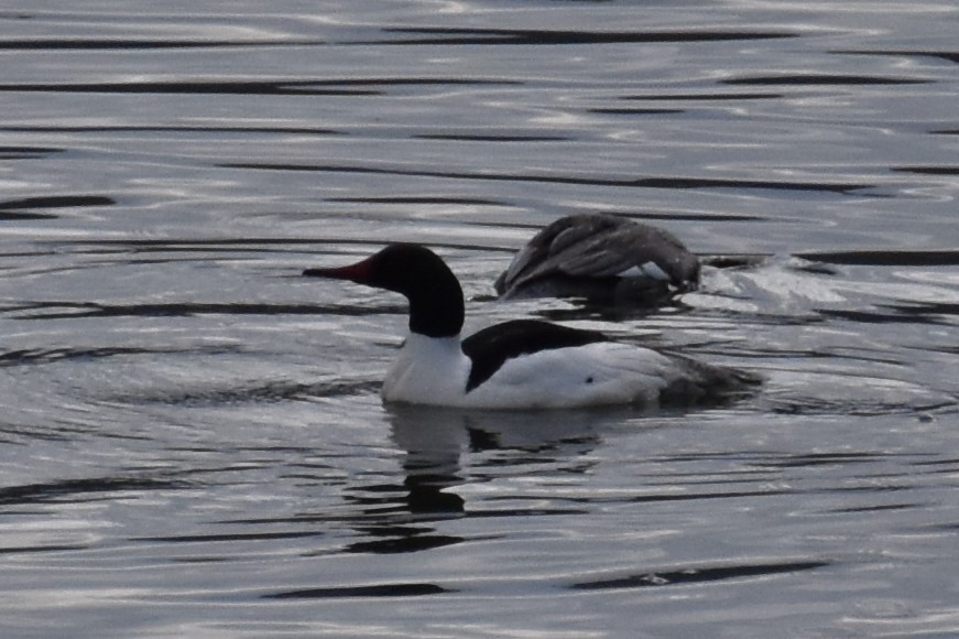 Common Merganser - ML326117081