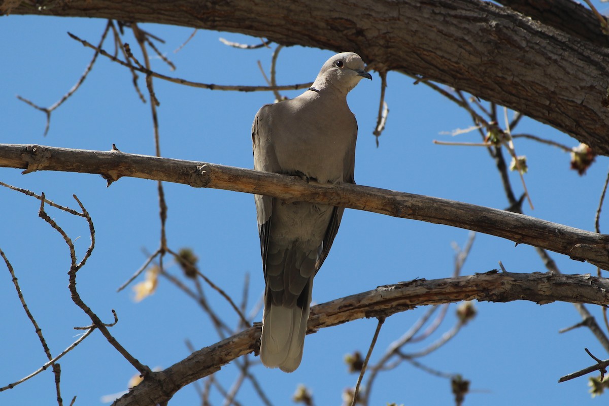 Eurasian Collared-Dove - ML326118221