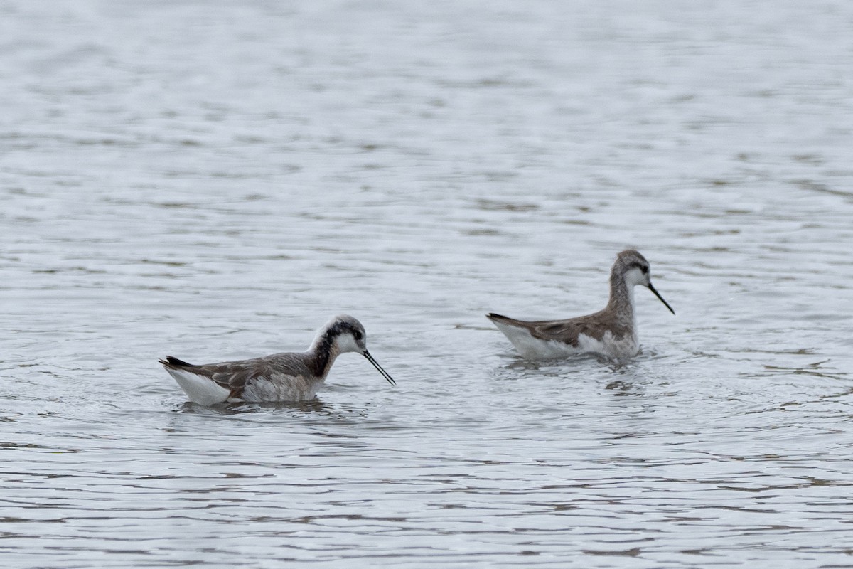 Wilson's Phalarope - ML326121471