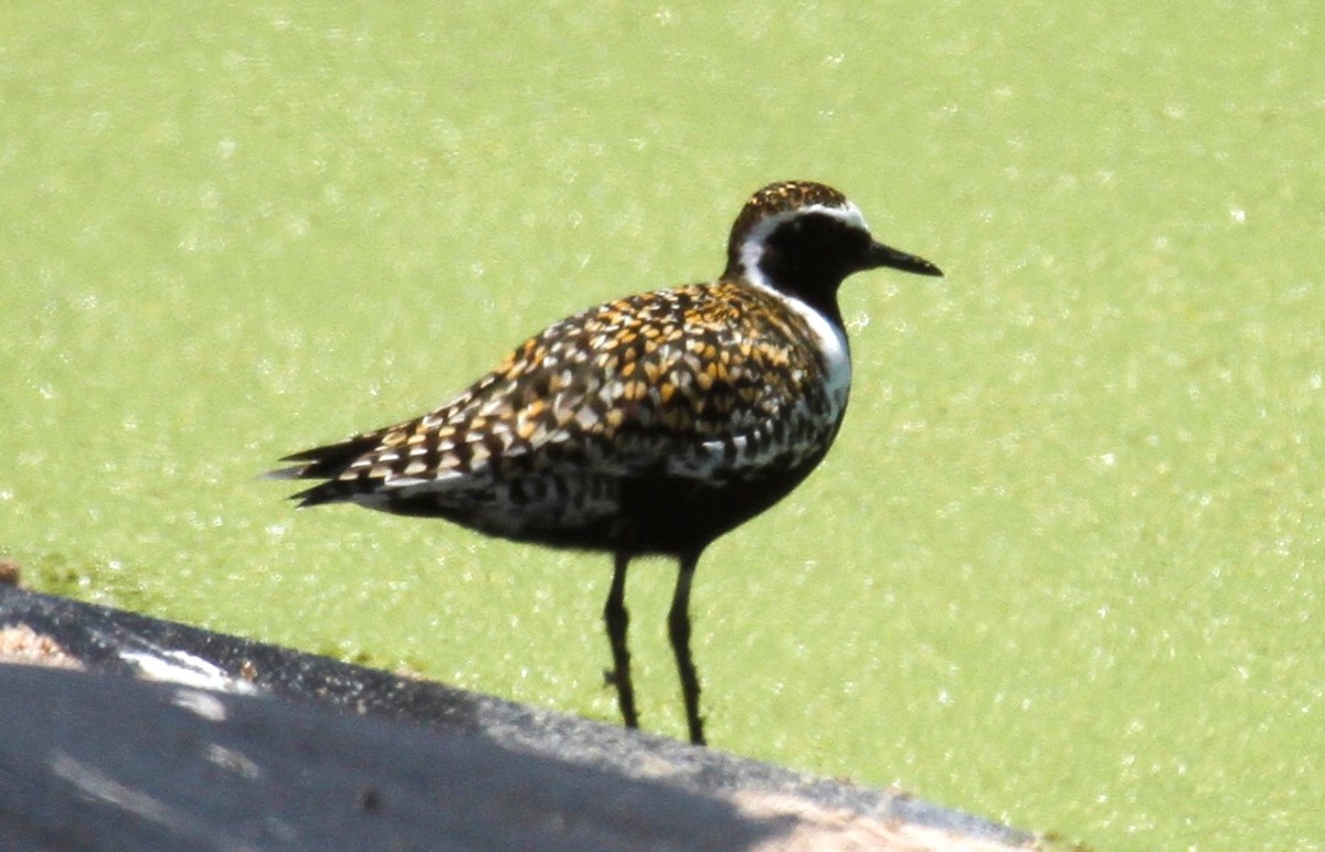 Pacific Golden-Plover - steve b