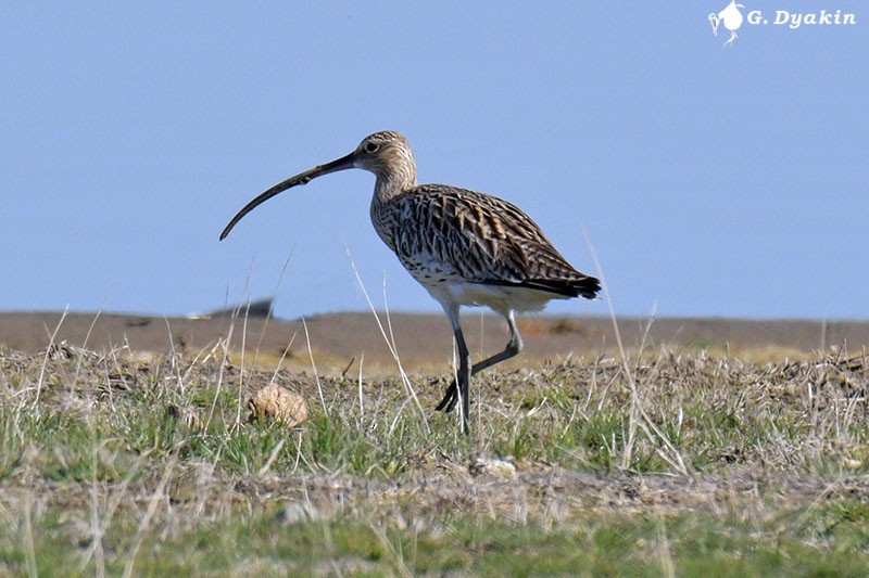 Eurasian Curlew - ML326123801