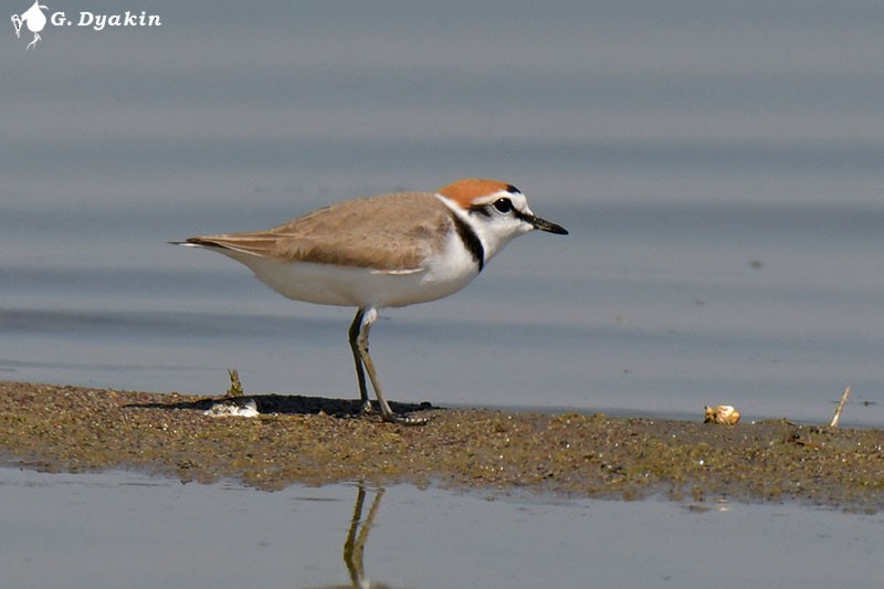 Kentish Plover - ML326123881