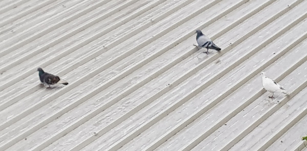 Rock Pigeon - ML326130701