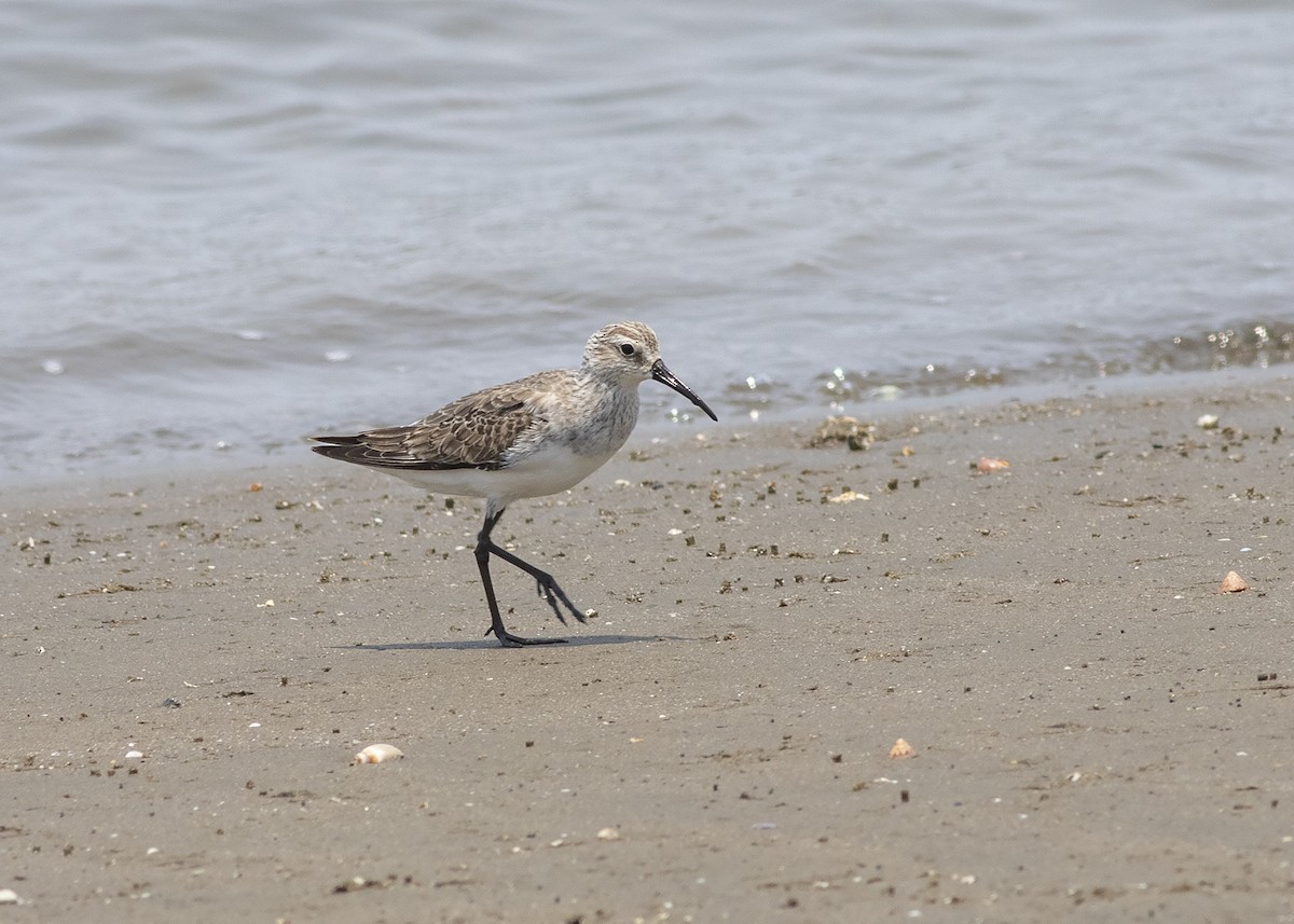 Curlew Sandpiper - ML326132311