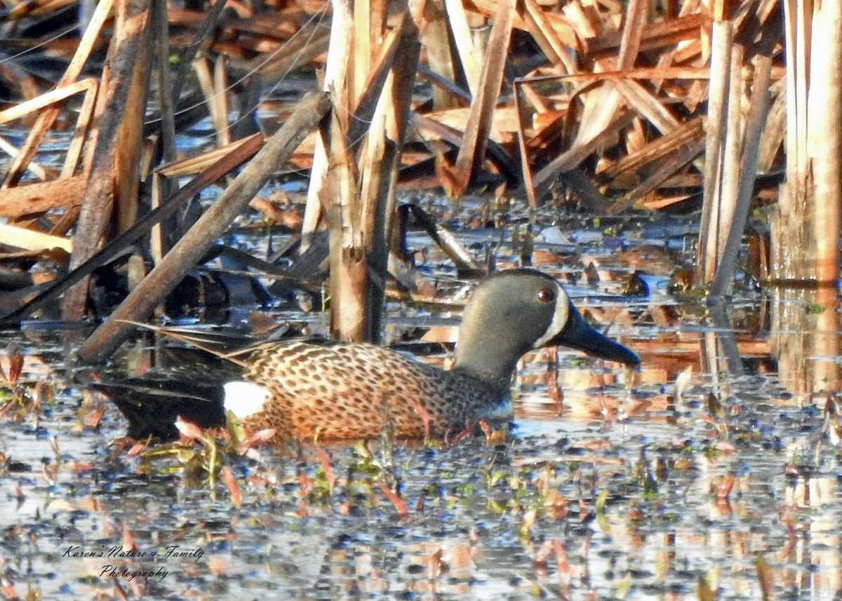 Blue-winged Teal - ML326133041