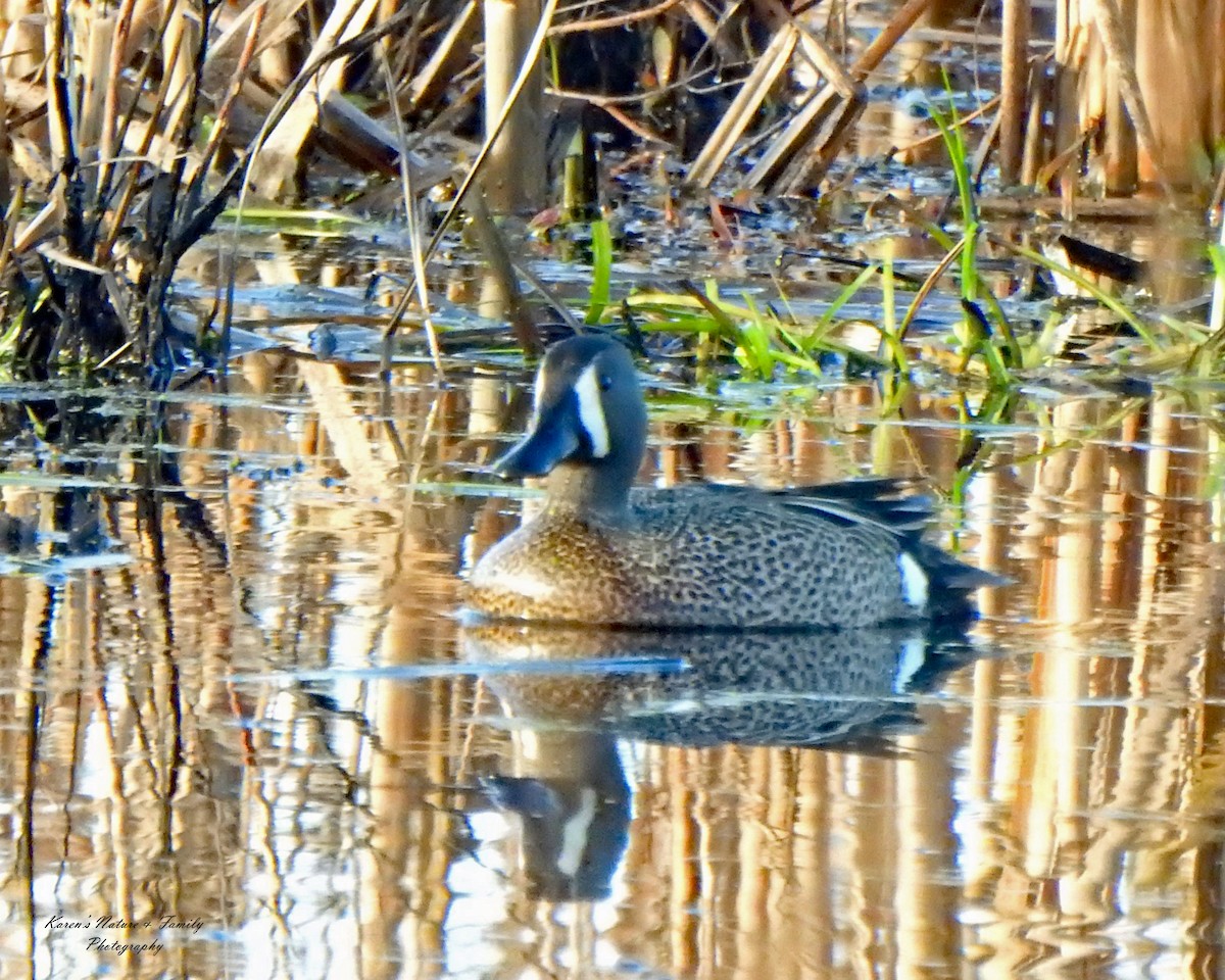 Blue-winged Teal - ML326133051