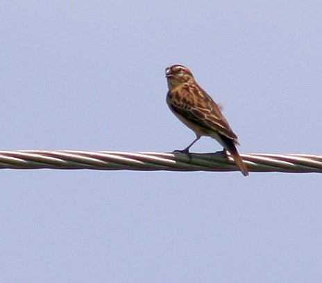 Pin-tailed Whydah - Sue Hacking