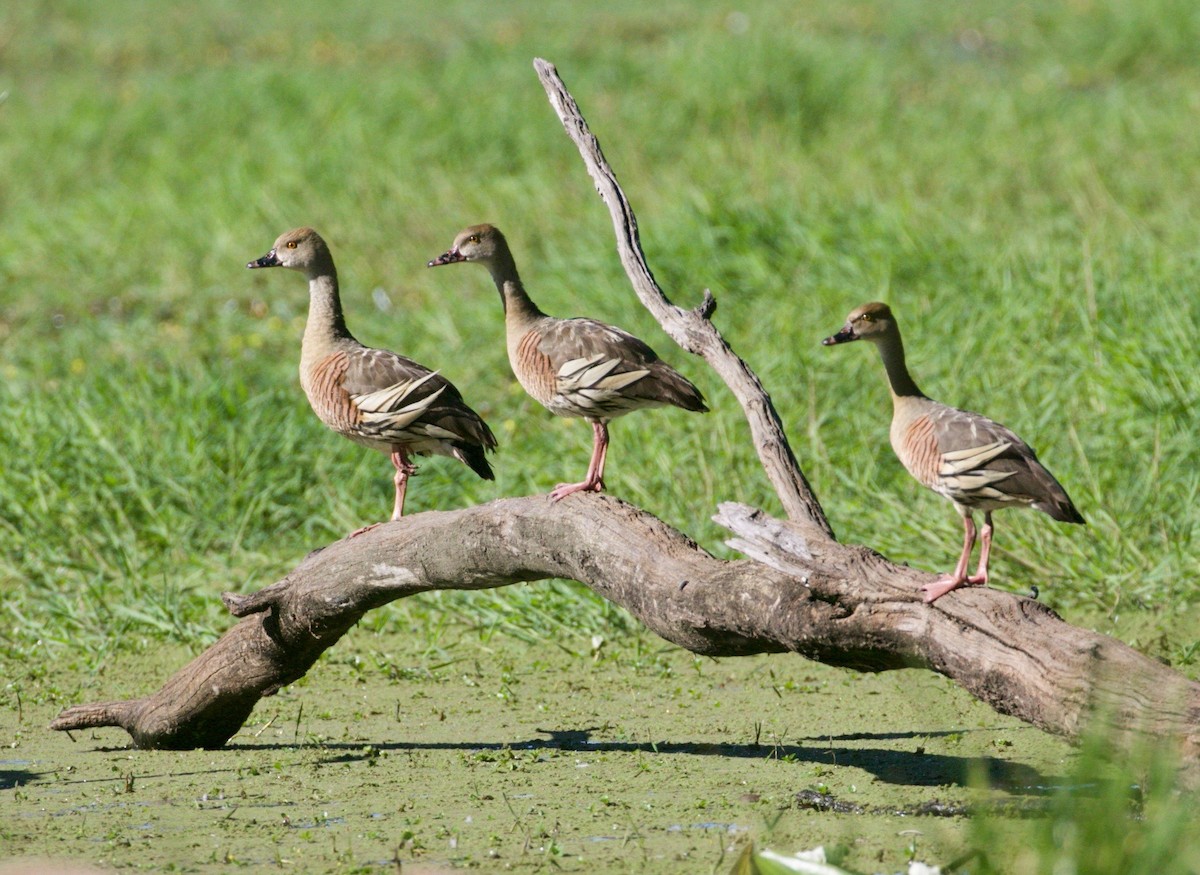 Plumed Whistling-Duck - ML326133841