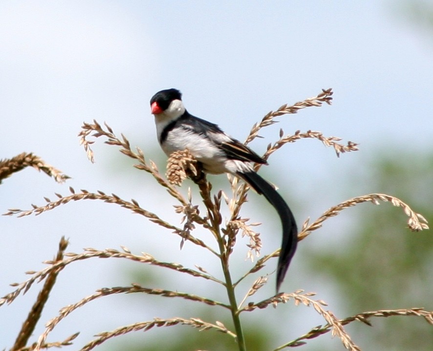 Pin-tailed Whydah - Sue Hacking