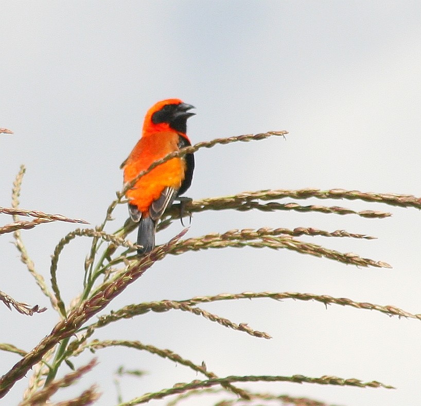 Black-winged Bishop - AMANDA HACKING