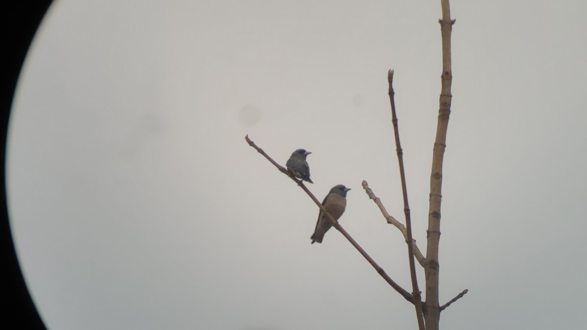 Ashy Woodswallow - ML326134431