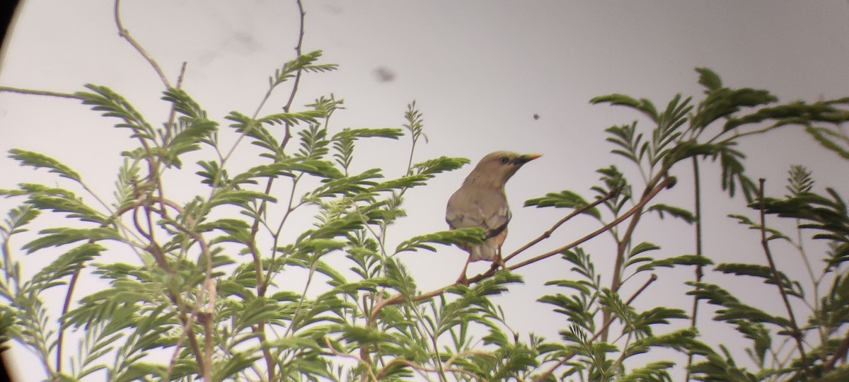 Chestnut-tailed Starling - ML326134501