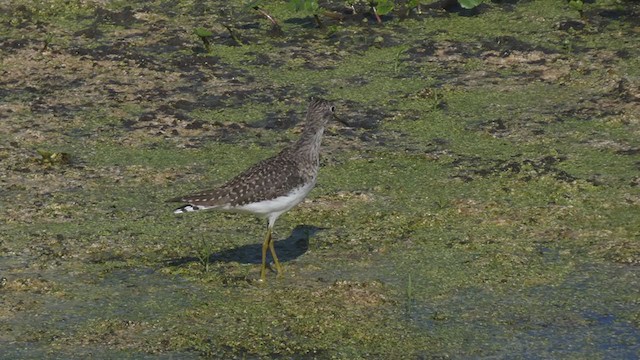 Solitary Sandpiper - ML326135721