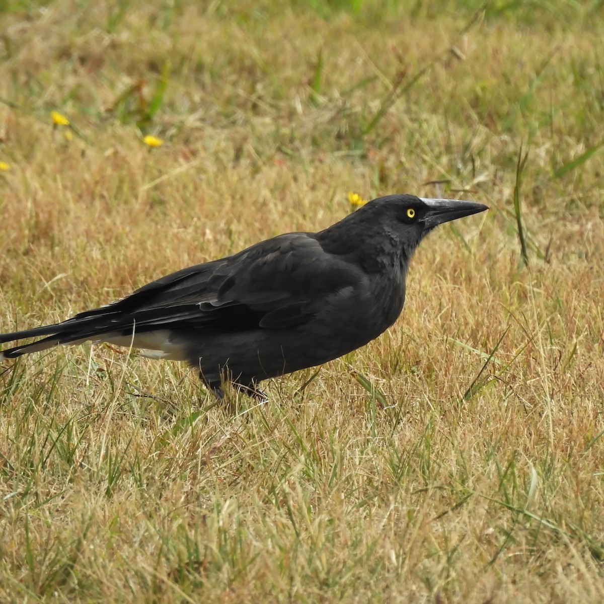 Gray Currawong - ML326137571