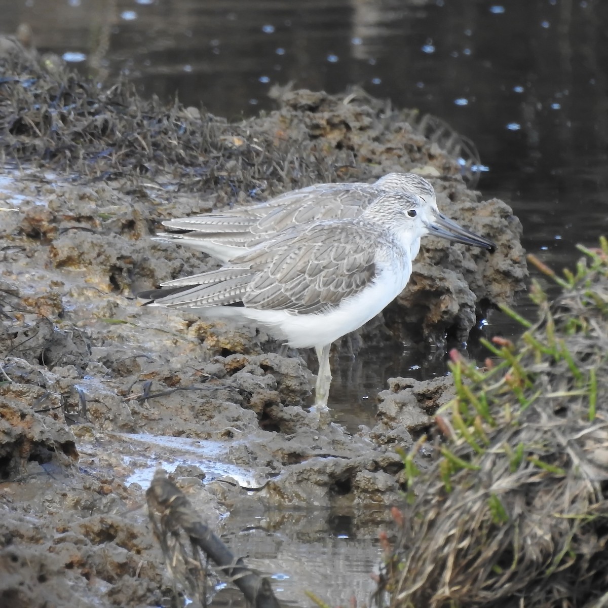 Common Greenshank - ML326138051