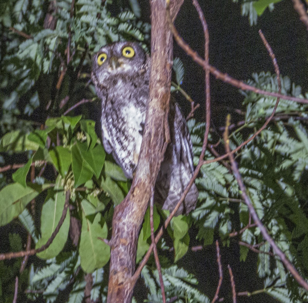 Eastern Screech-Owl - mark cavallo