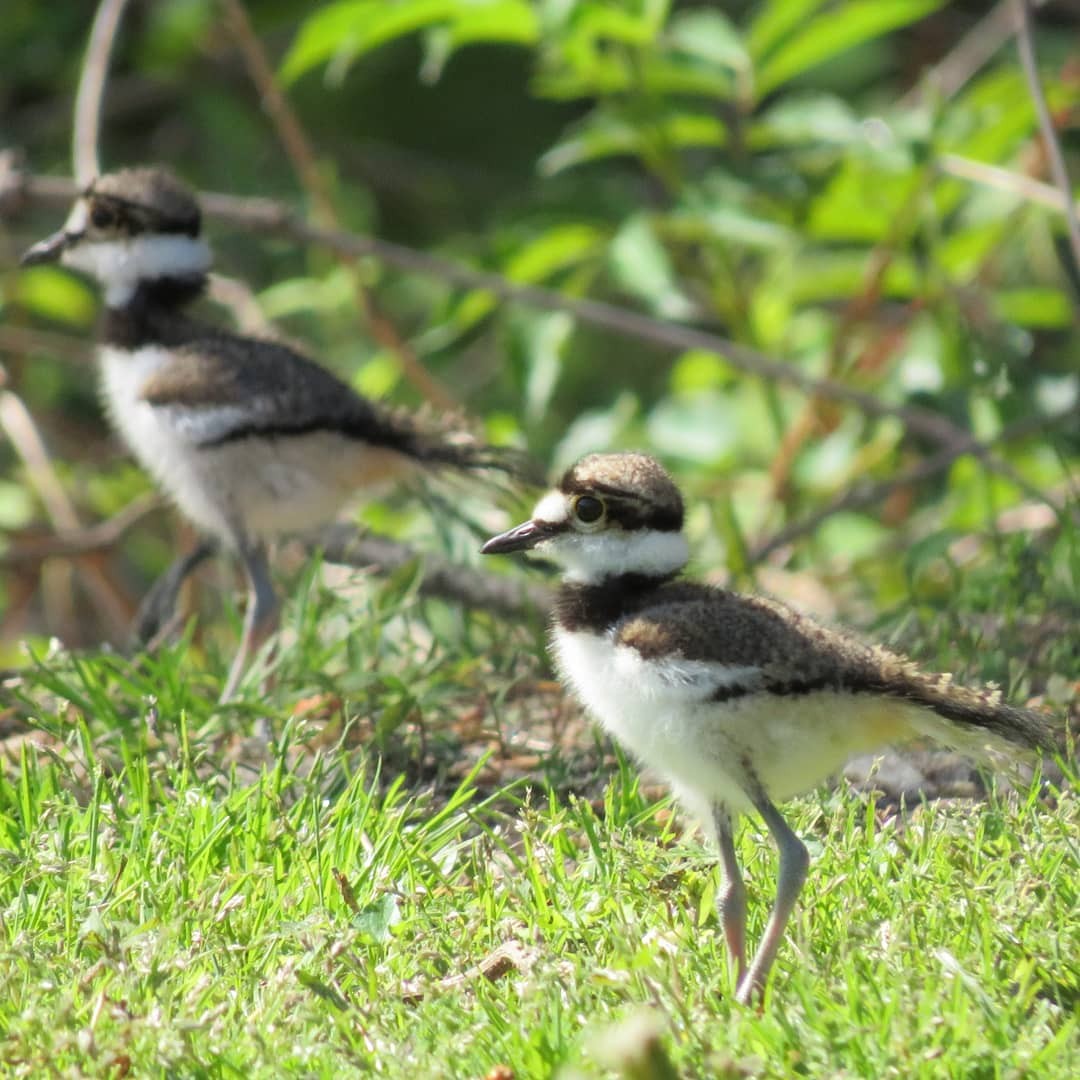 Killdeer - ML326140341