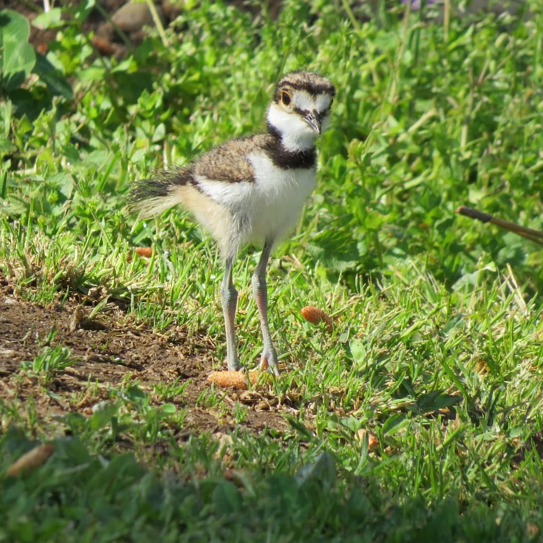 Killdeer - ML326140371