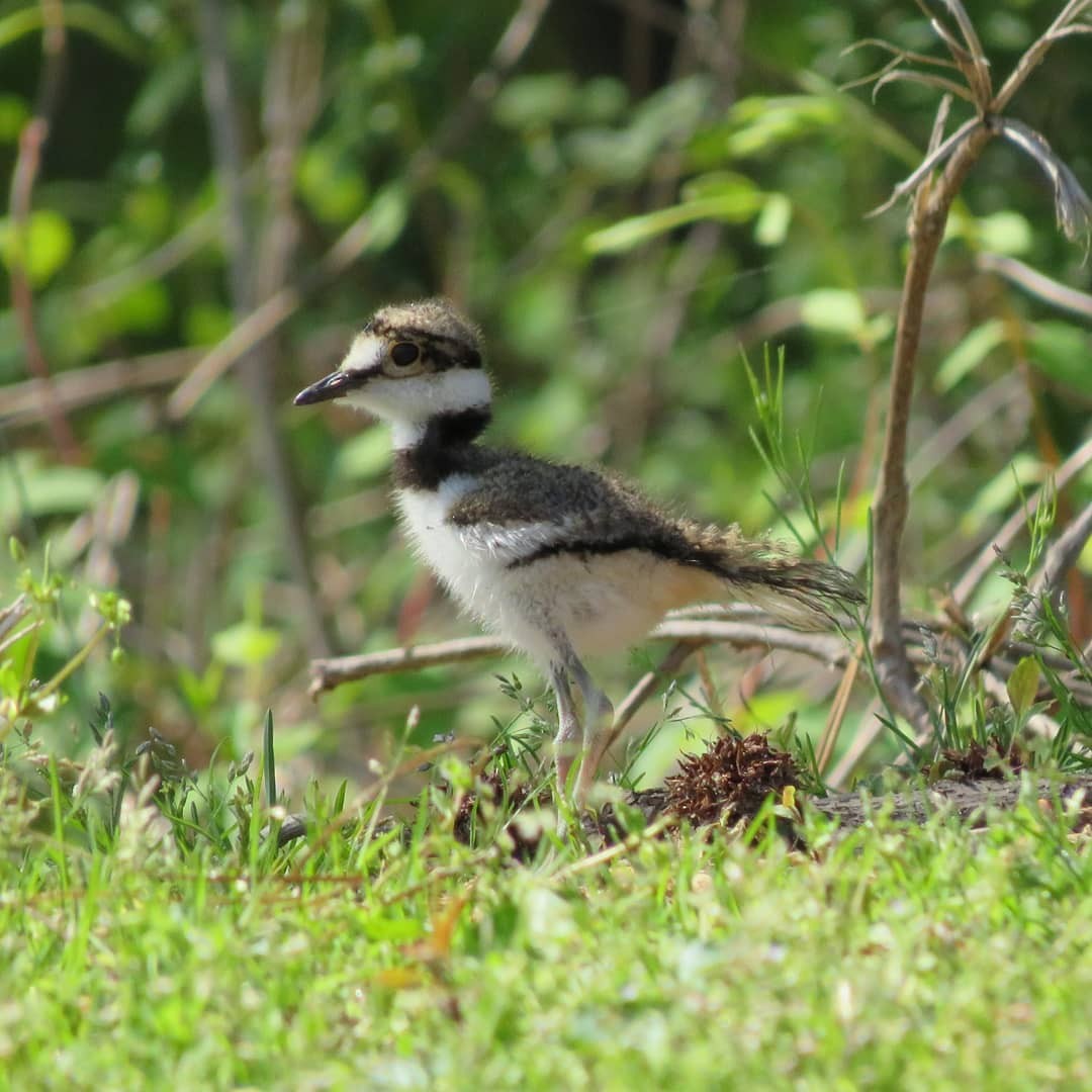 Killdeer - ML326140381