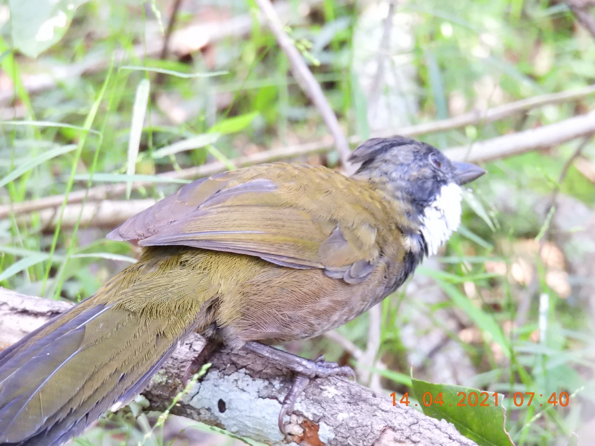 Eastern Whipbird - ML326140641