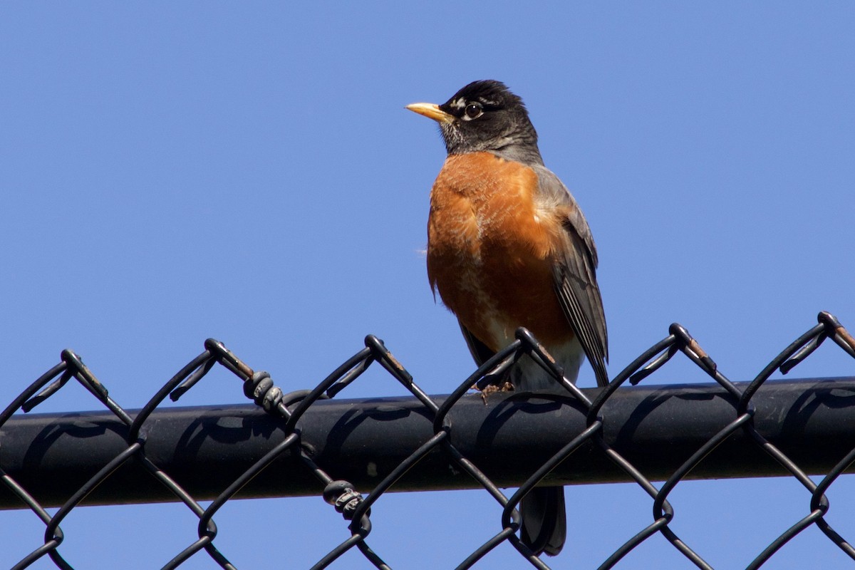 American Robin - ML326141801