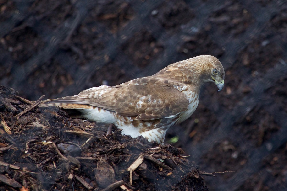 Red-tailed Hawk - ML326141911