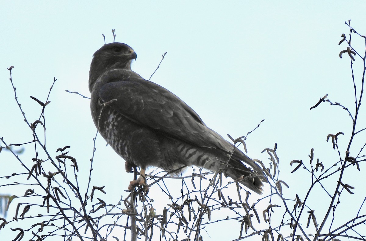 musvåk - ML326143461