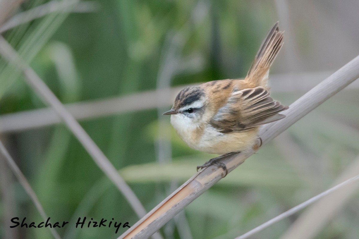 Moustached Warbler - Shachar Hizkiya