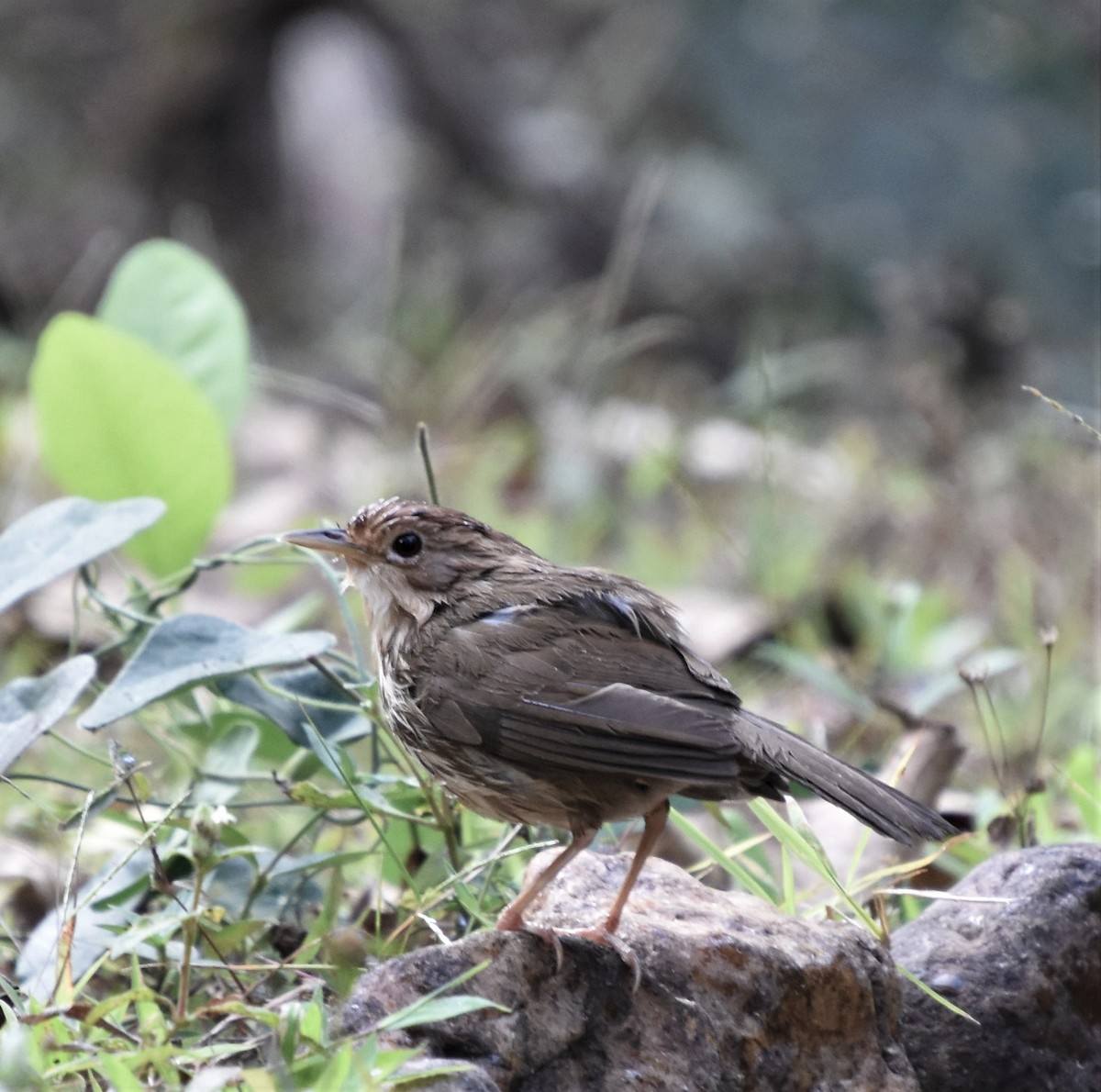 Puff-throated Babbler - ML326145541