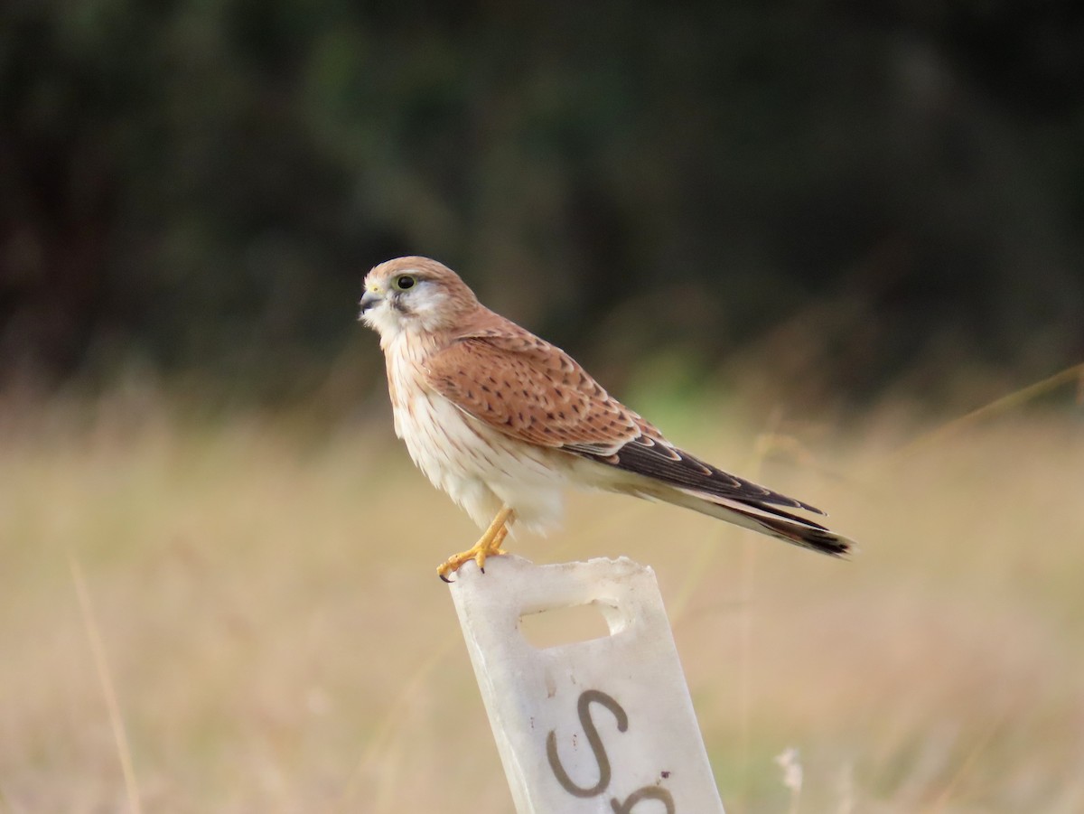 Nankeen Kestrel - Marian W