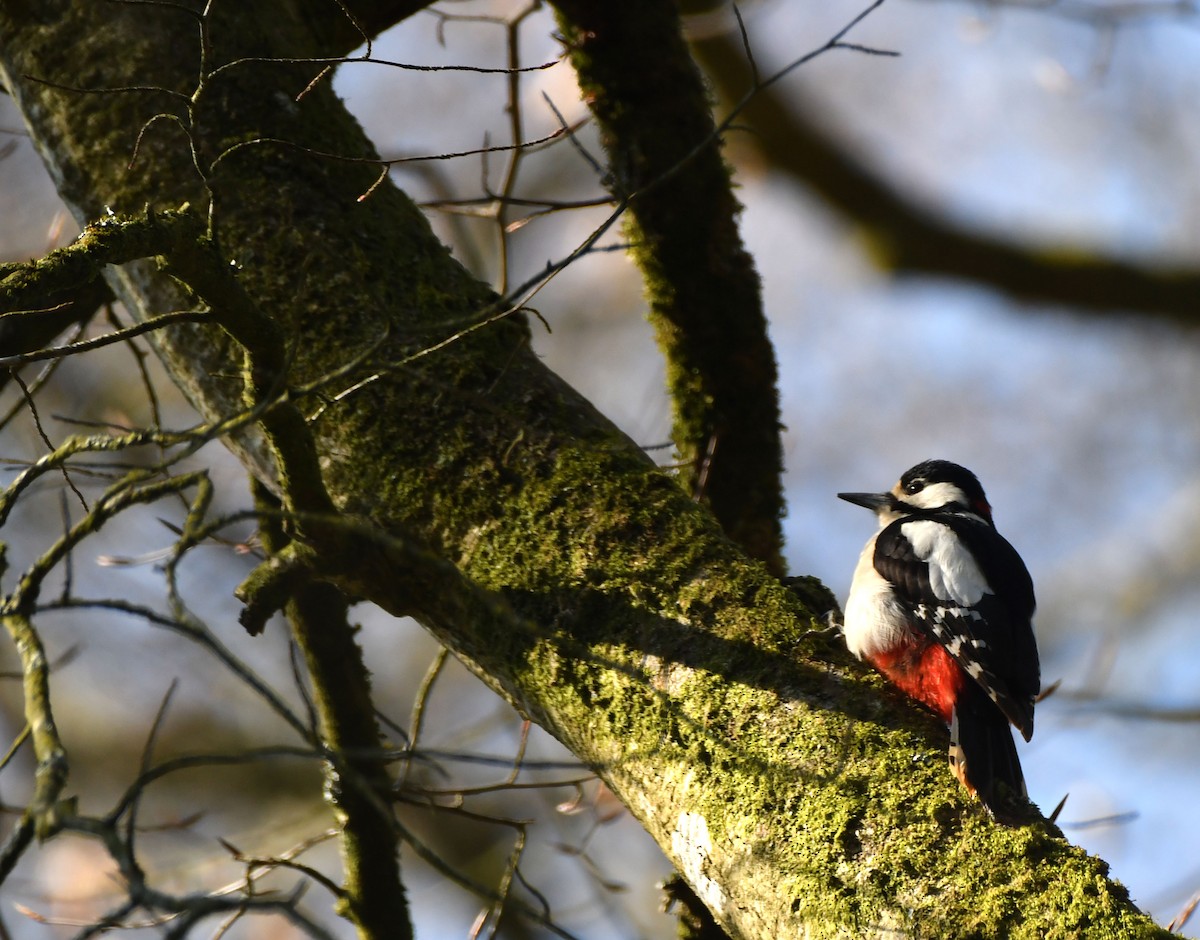 Great Spotted Woodpecker - ML326151721