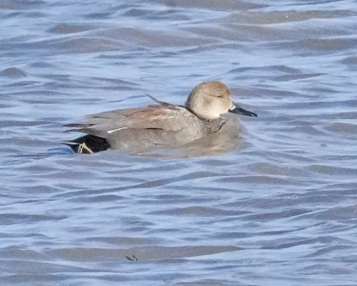 Gadwall - ML326152581