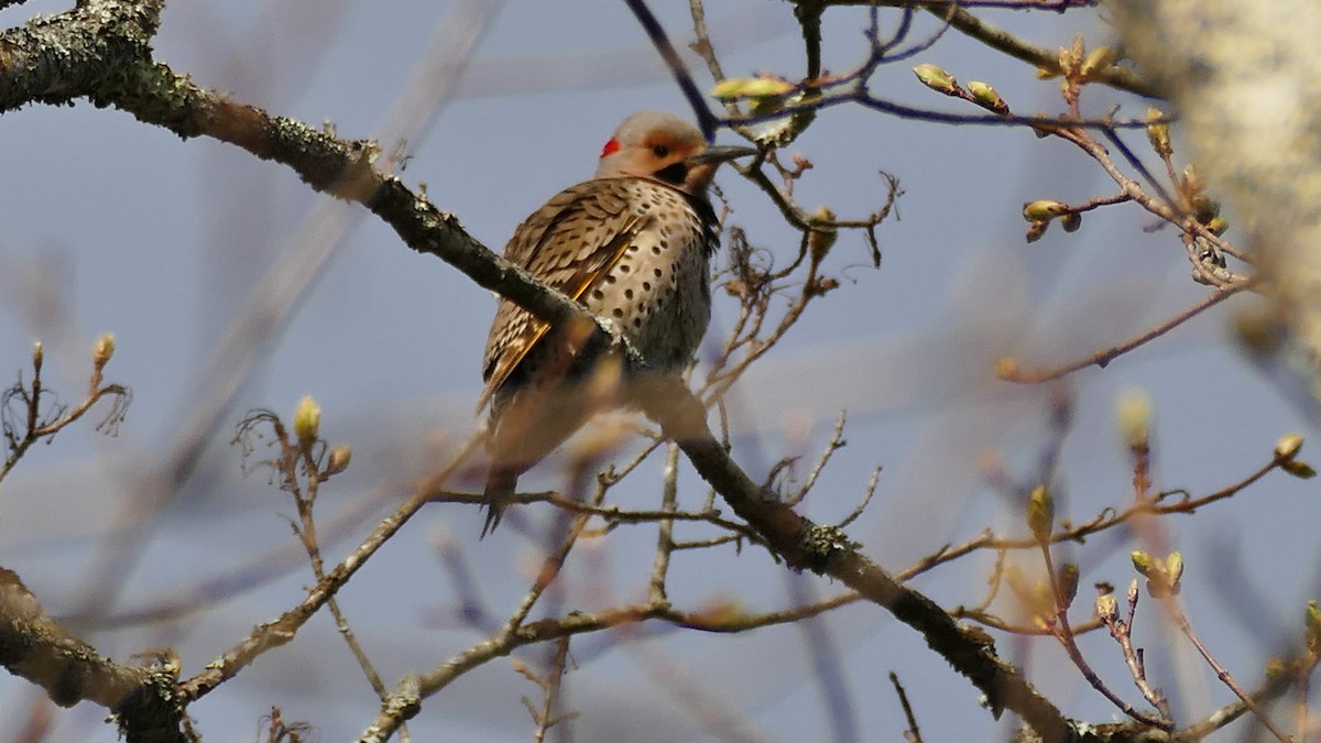 Northern Flicker (Yellow-shafted) - ML326152661