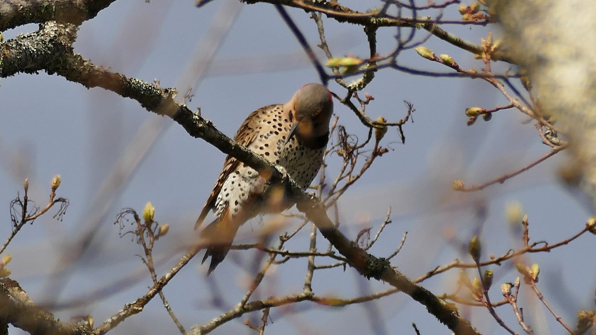 Northern Flicker (Yellow-shafted) - ML326152671