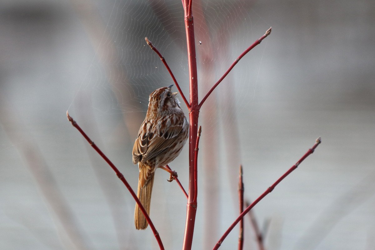 Song Sparrow - ML326154361